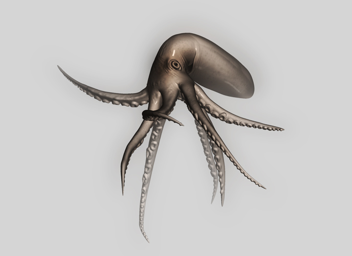 monica_taddei_squid.jpg