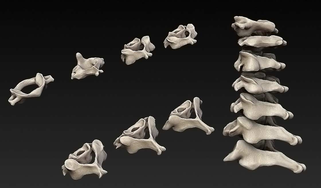 7cervicalVerts.jpg