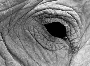 alph_wrinkle.jpg