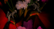 HUMMINGBIRD RIDERS THUMBNAIL.jpg