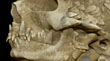SCALED SKULL 5.jpg