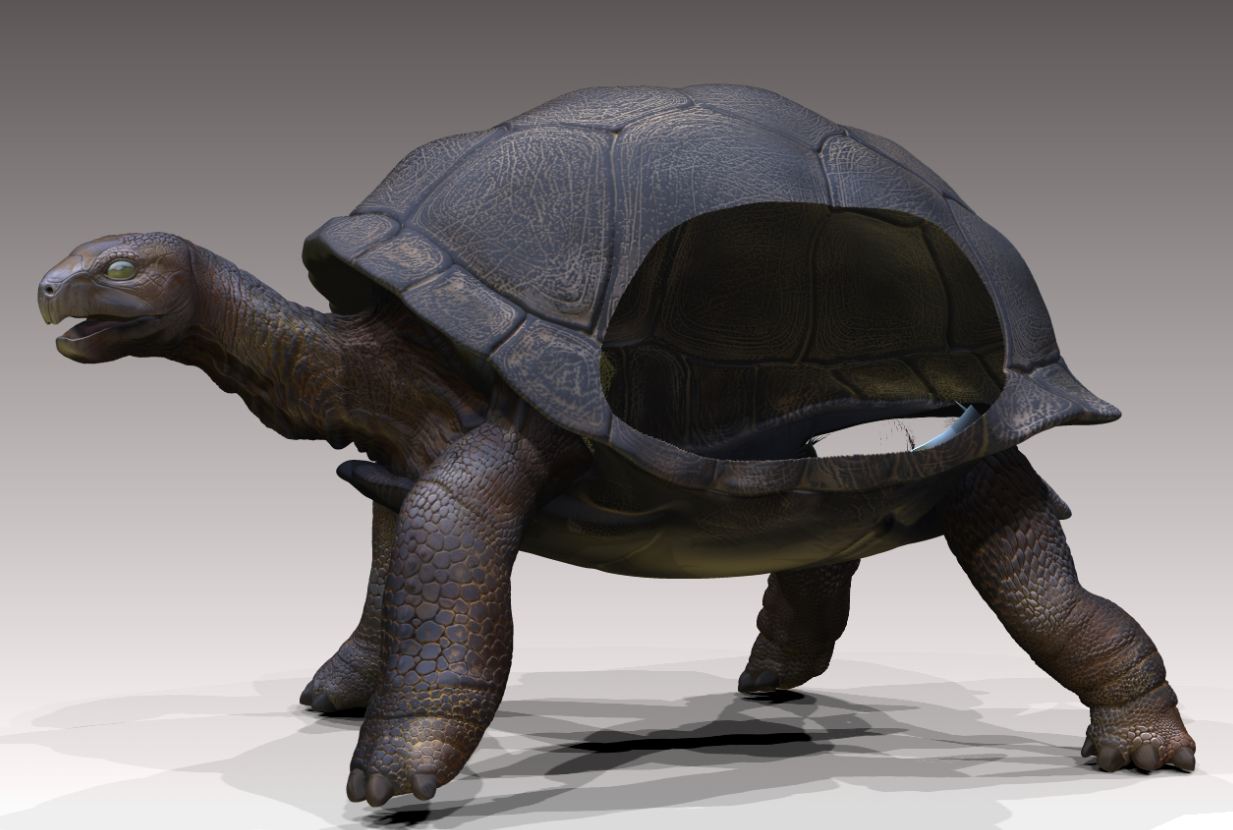 tortoise section wip.JPG