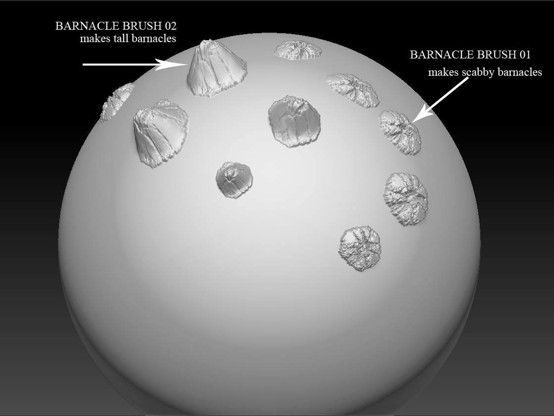 Barnacle brush image.jpg