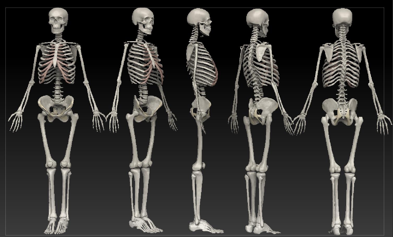 Thing bone. Скелет человека рисунок. Конструктор скелет человека. Полноразмерный скелет человека по частям.