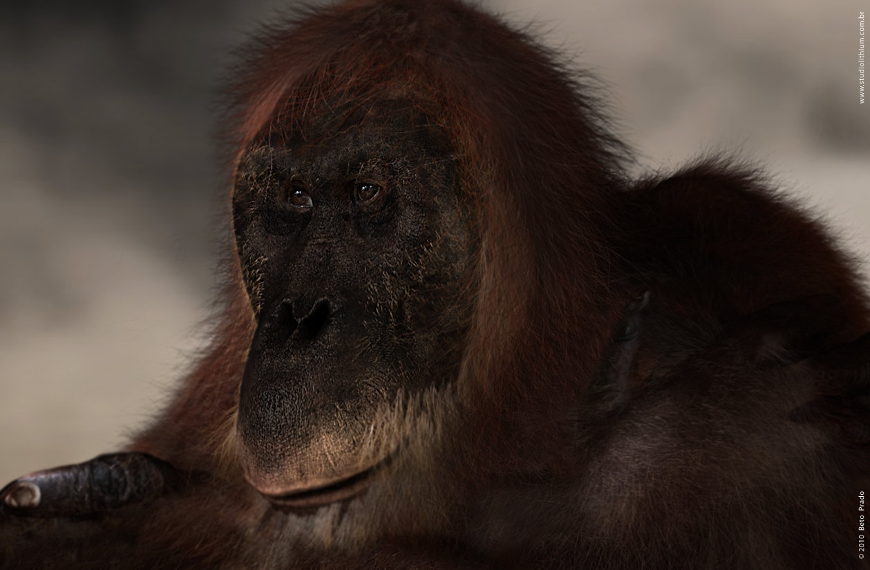07_pongus_render.jpg