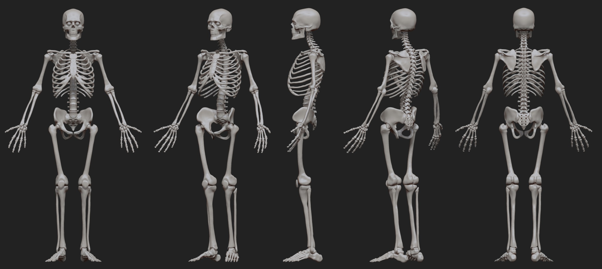 Skeleton_01.jpg