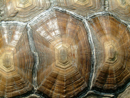 tortoise_shell.jpg