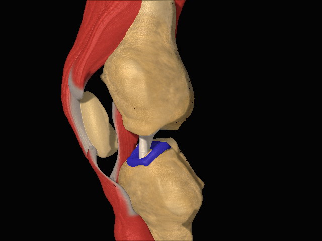 joint knee.jpg