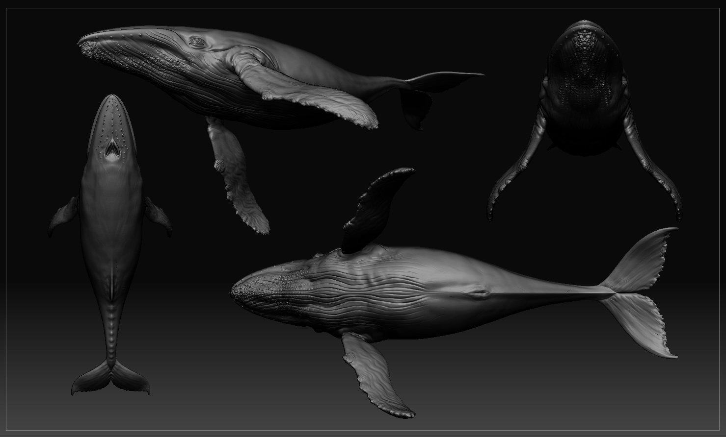 whale 1.jpg
