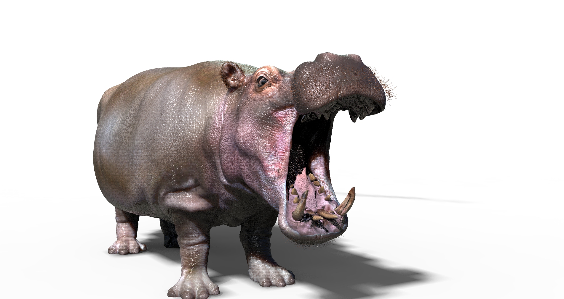 hippo test 1.196.jpg