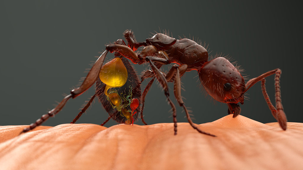 Keller_fireant_zbc_01.jpg