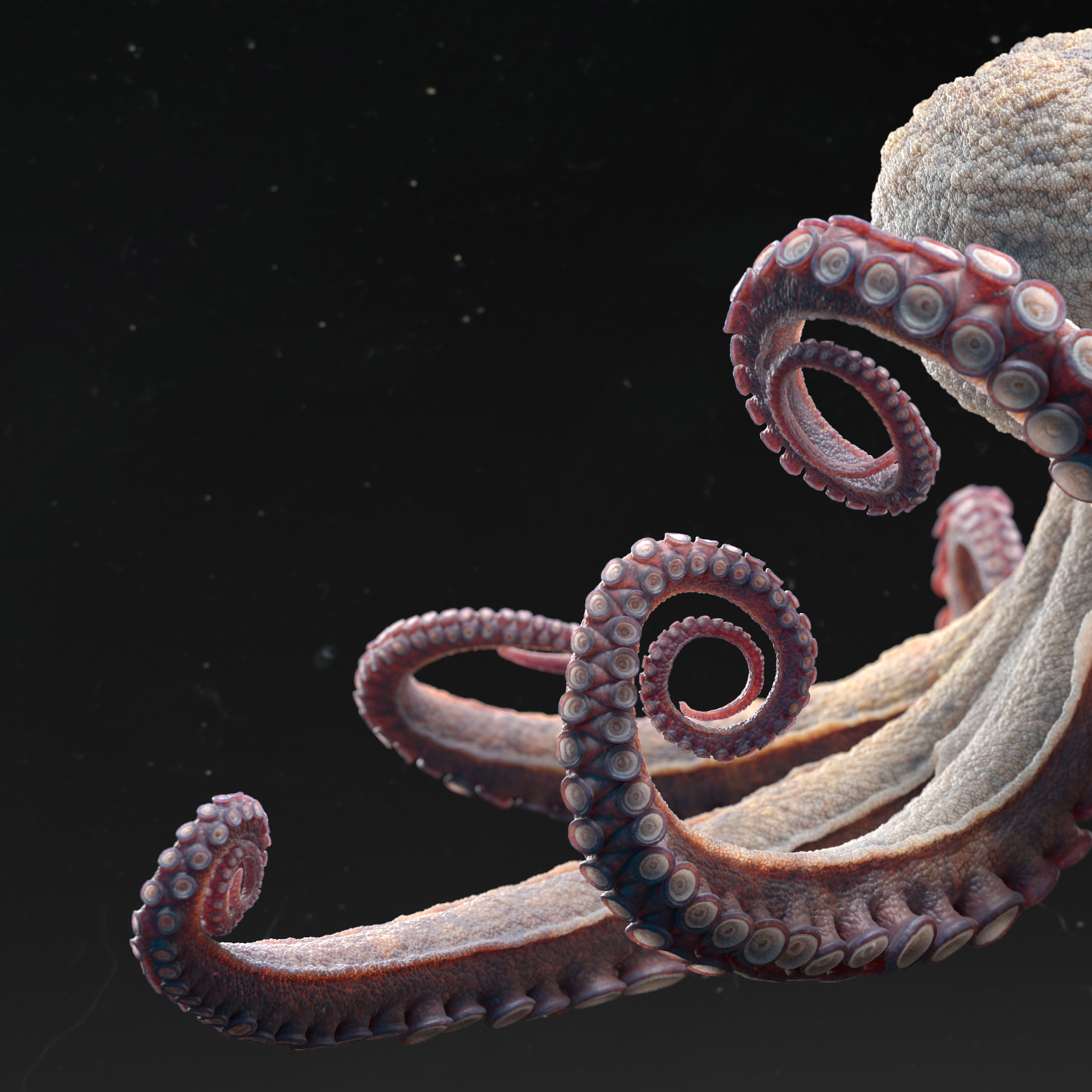 Octopus_lookDev_square01_v020_2K_0066