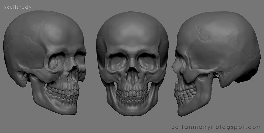 skullstudy3_Final.jpg