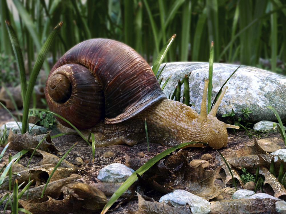 snail_peres3d_2014r.jpg