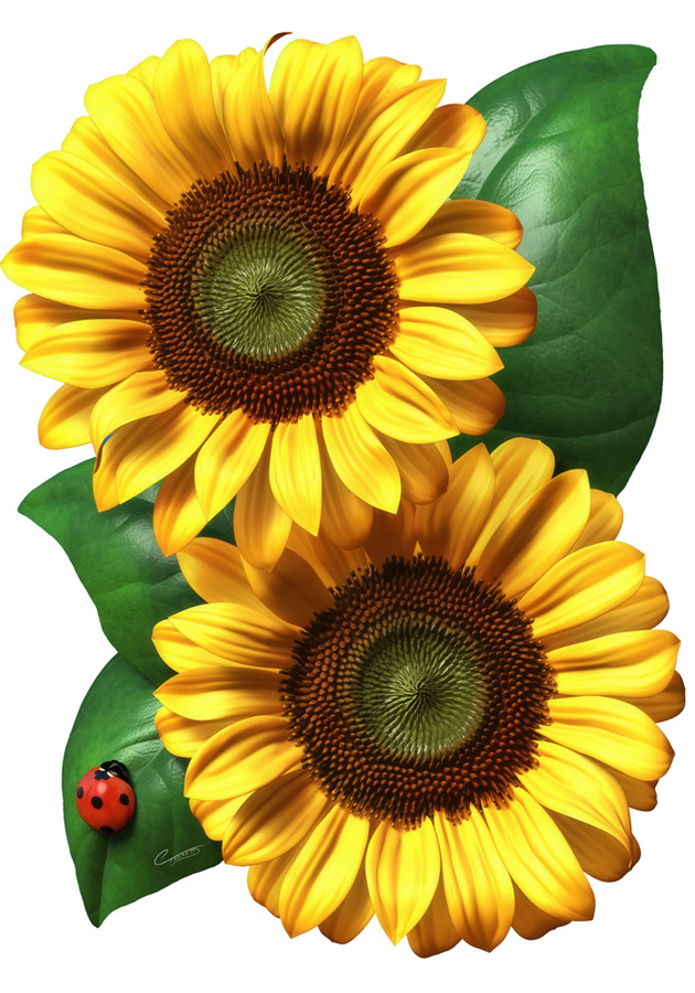 Sunflowers.jpg