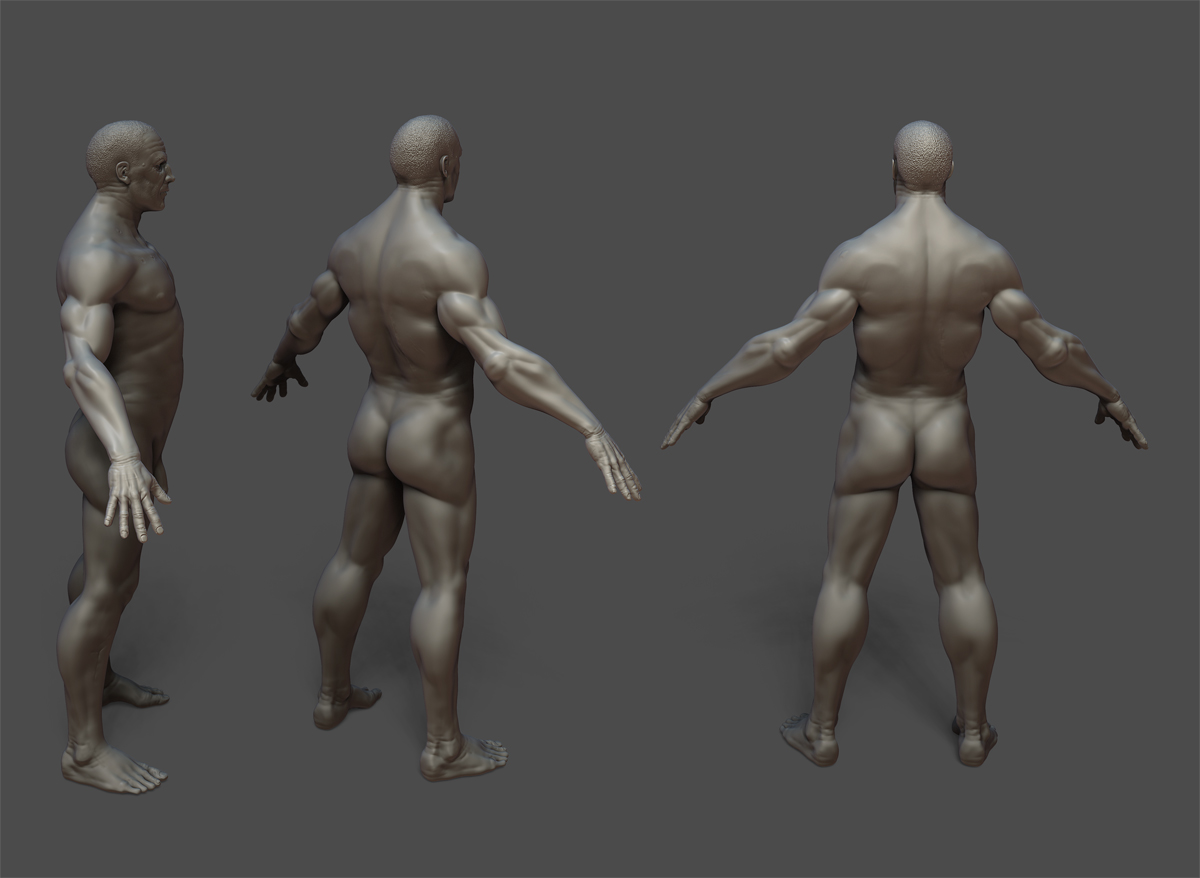 MaleAnatomy_3.jpg