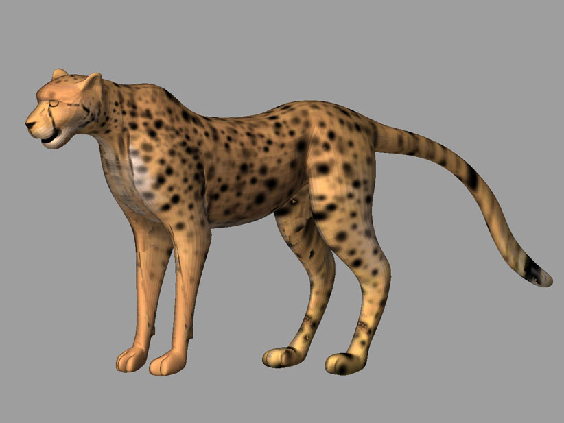 cheetah.jpg