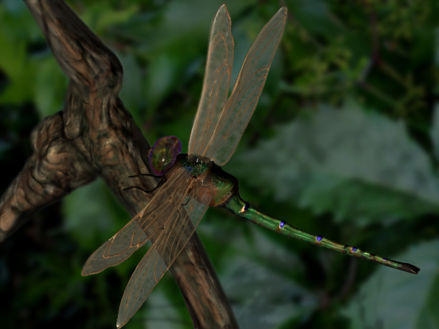 dragonfly.jpg