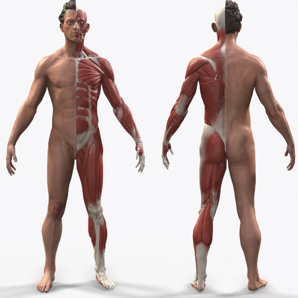 male_anatomy_polycount2.jpg