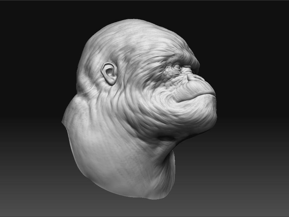 gorilla_A.jpg