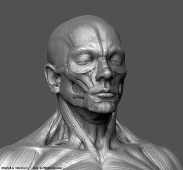 AnatWip01b.jpg