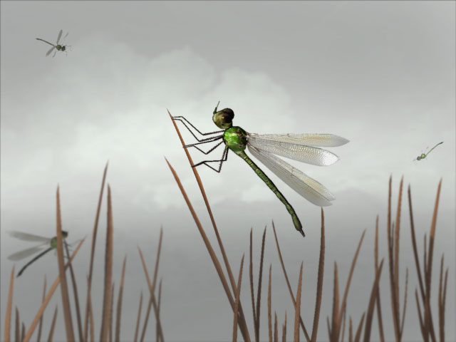 dragonfly1.jpg