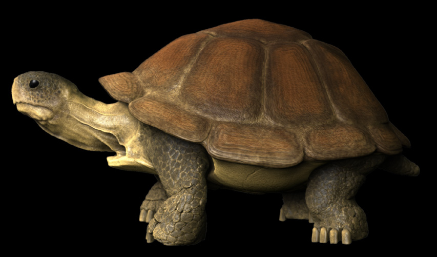 The-Observatoryturtle.jpg