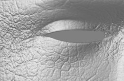 closeup.jpg