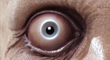 ZBCThumb1.jpg