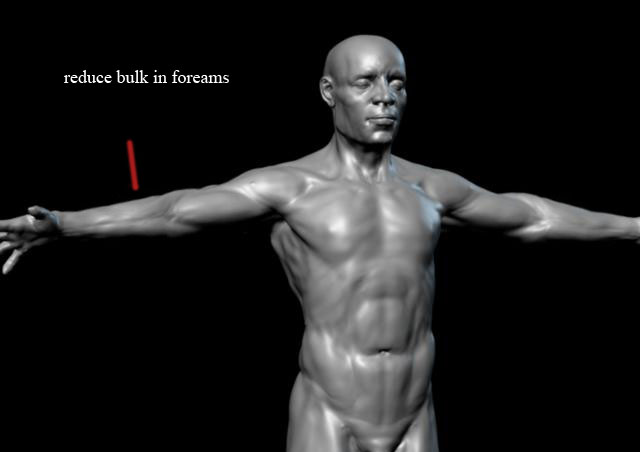 torso.jpg