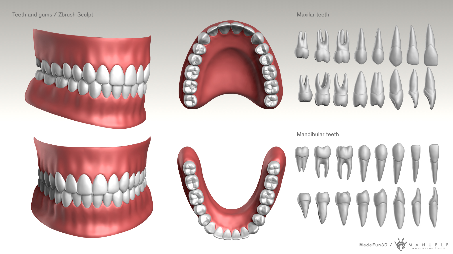 14_MFun3D_CBBP_Teeth_Sculpt.jpg