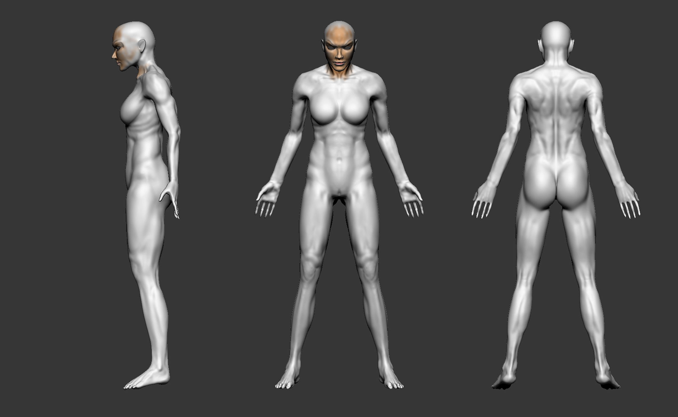 anatomy.jpg