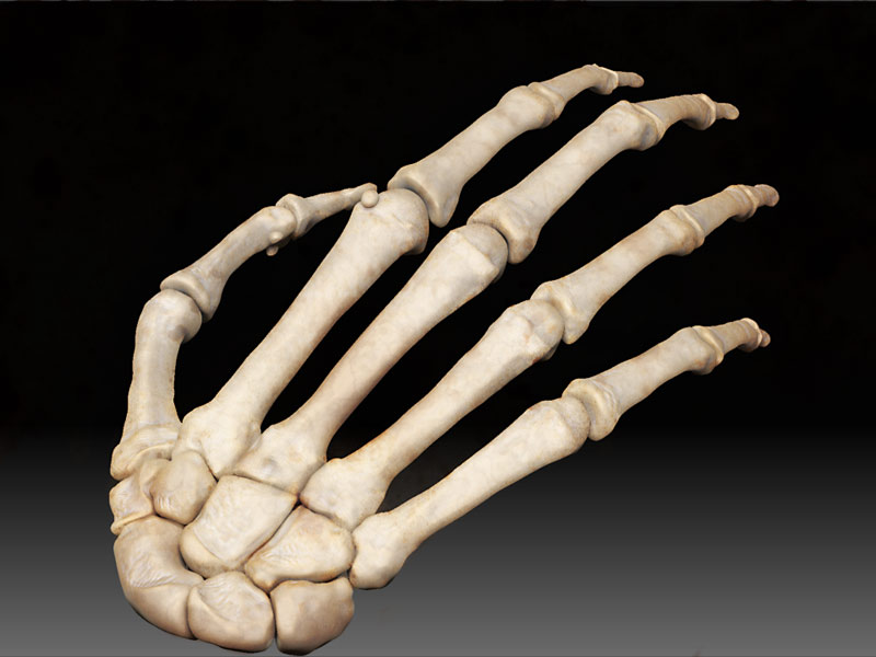handrendb.jpg