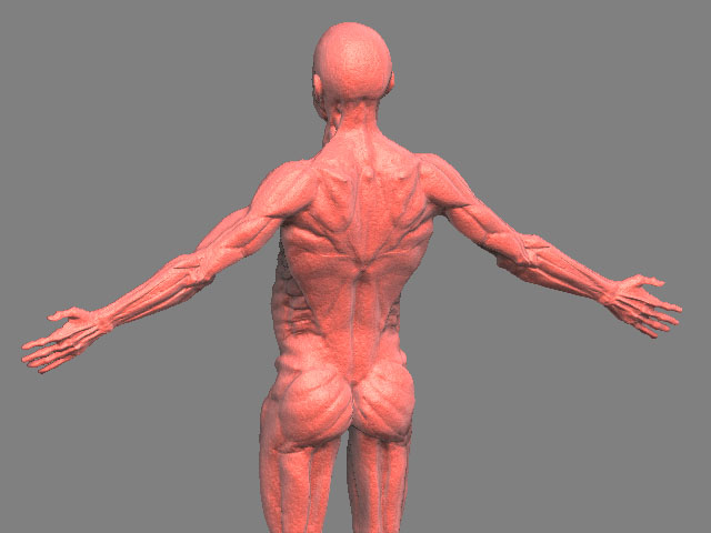 pinkback.jpg