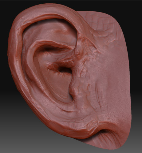 ear.jpg