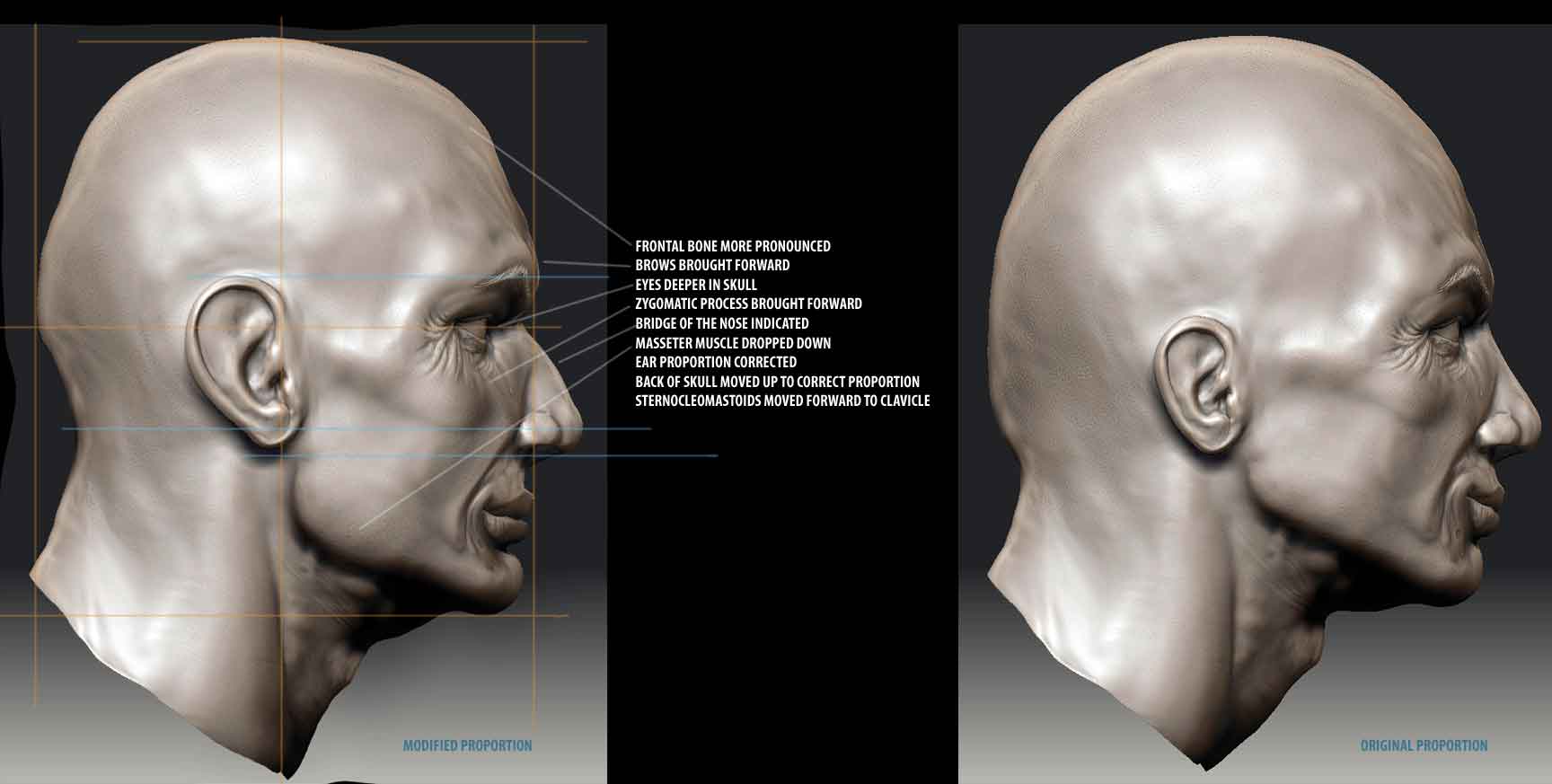 HEADProportions.jpg