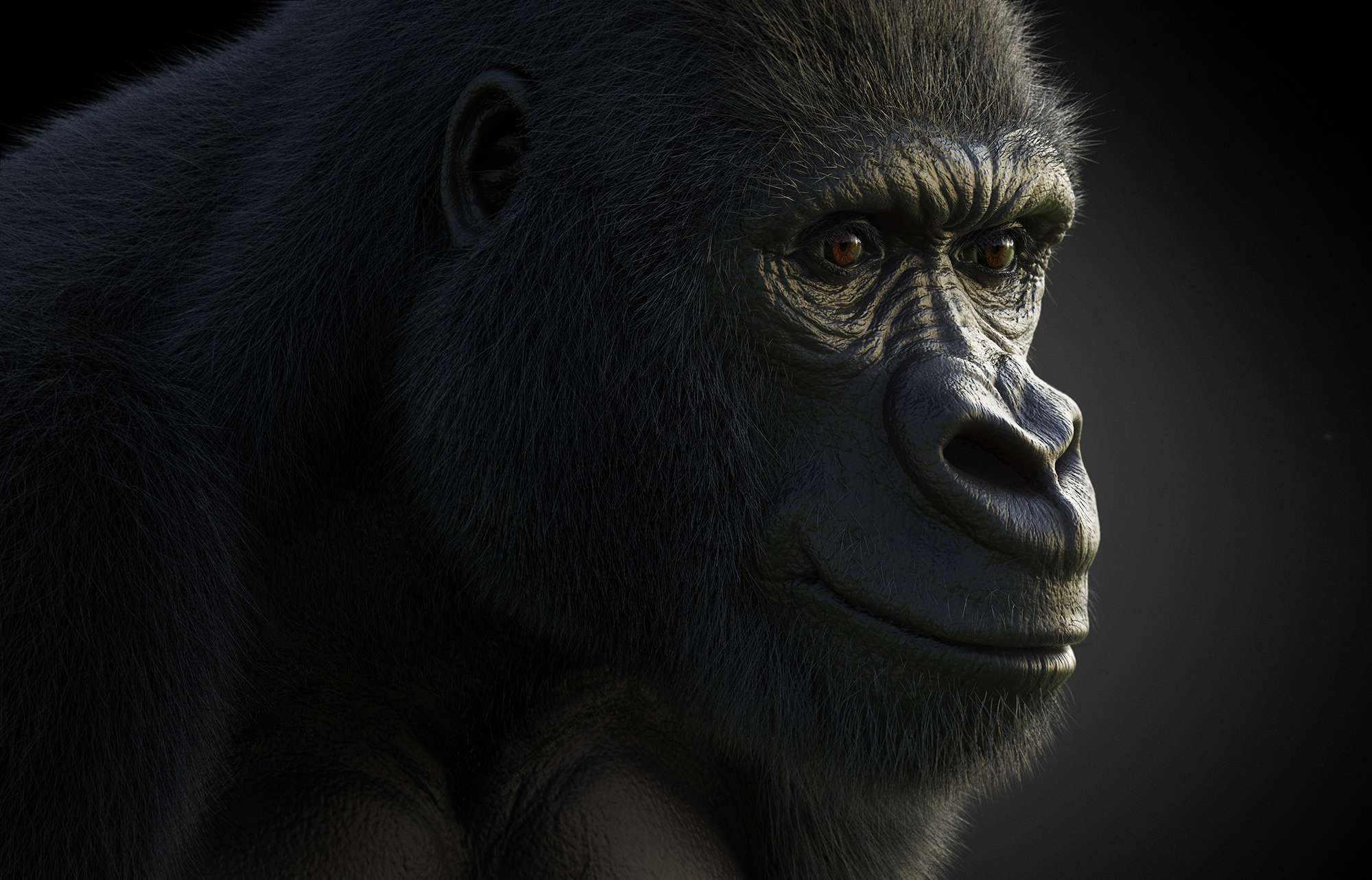Gorilla_Profile_Studio_3_.211.jpg