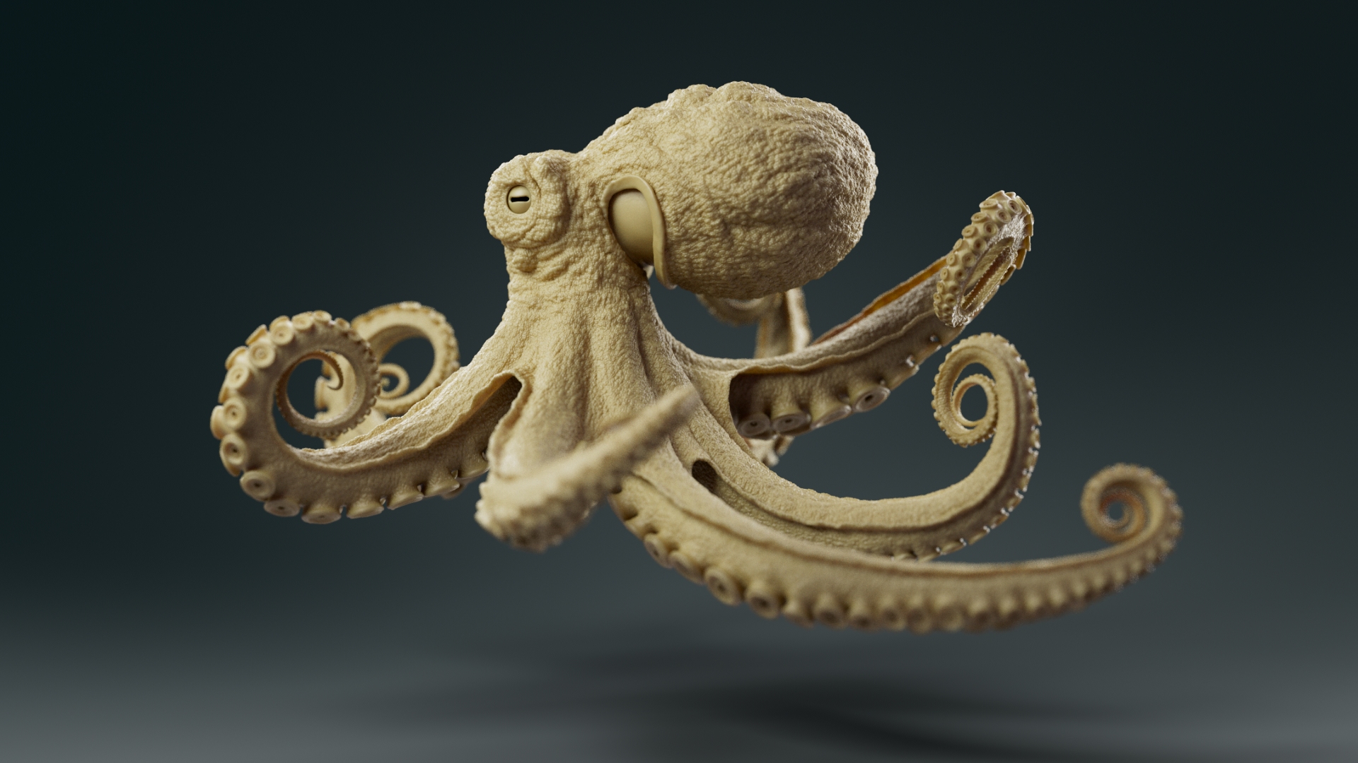 Octopus_model_turntableRig_SSS_ZBrushCentral_v021_0032.jpg