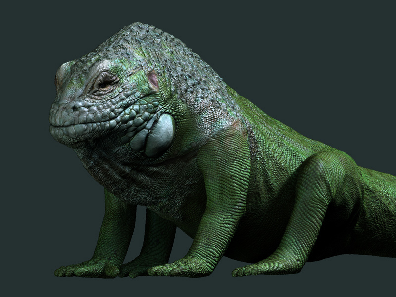 iguana4.jpg