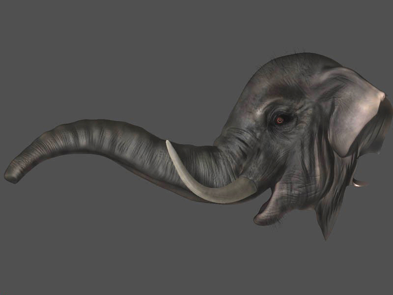 elephant_large.jpg