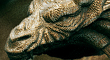 DragonThumb.jpg