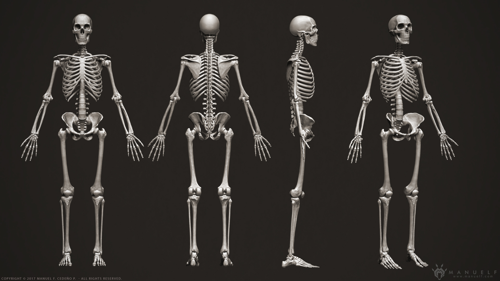 manuelf3d_Human_Skeleton_3D_Views.jpg