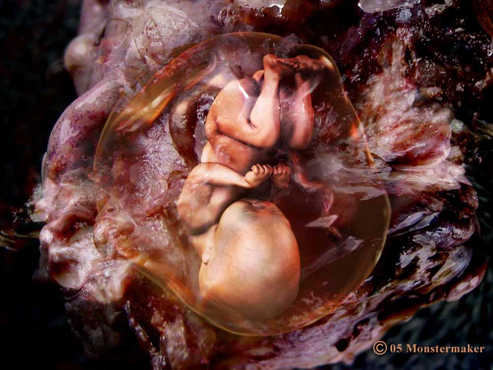 fetus low.jpg