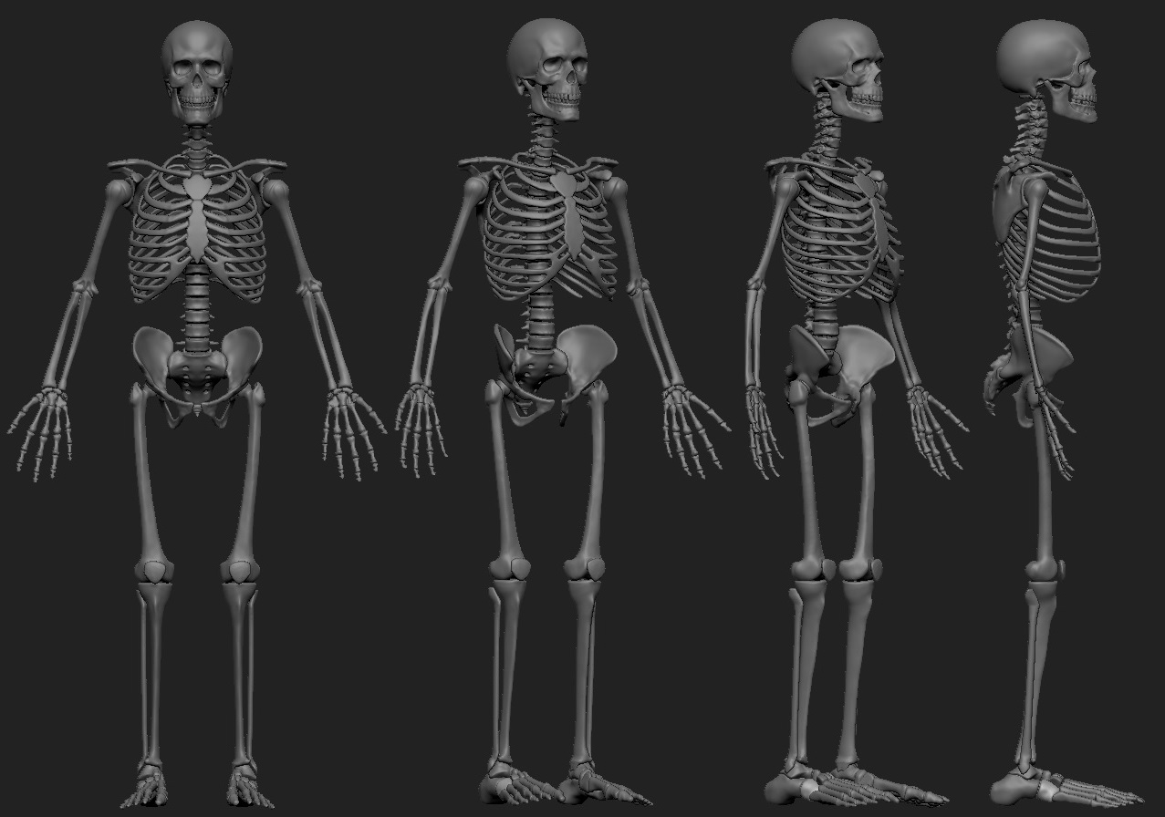Skeleton_11_3.jpg