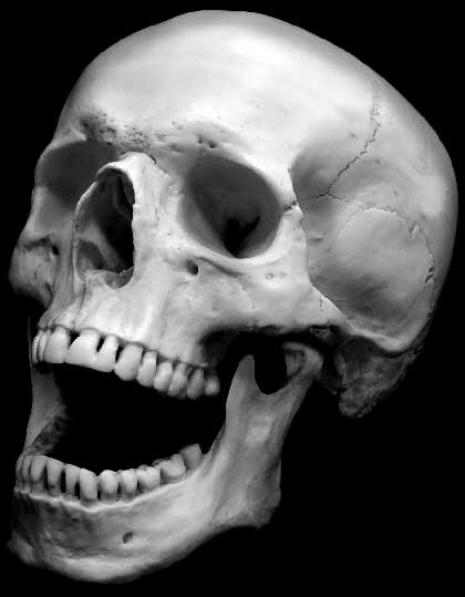 skull-touched-up.jpg