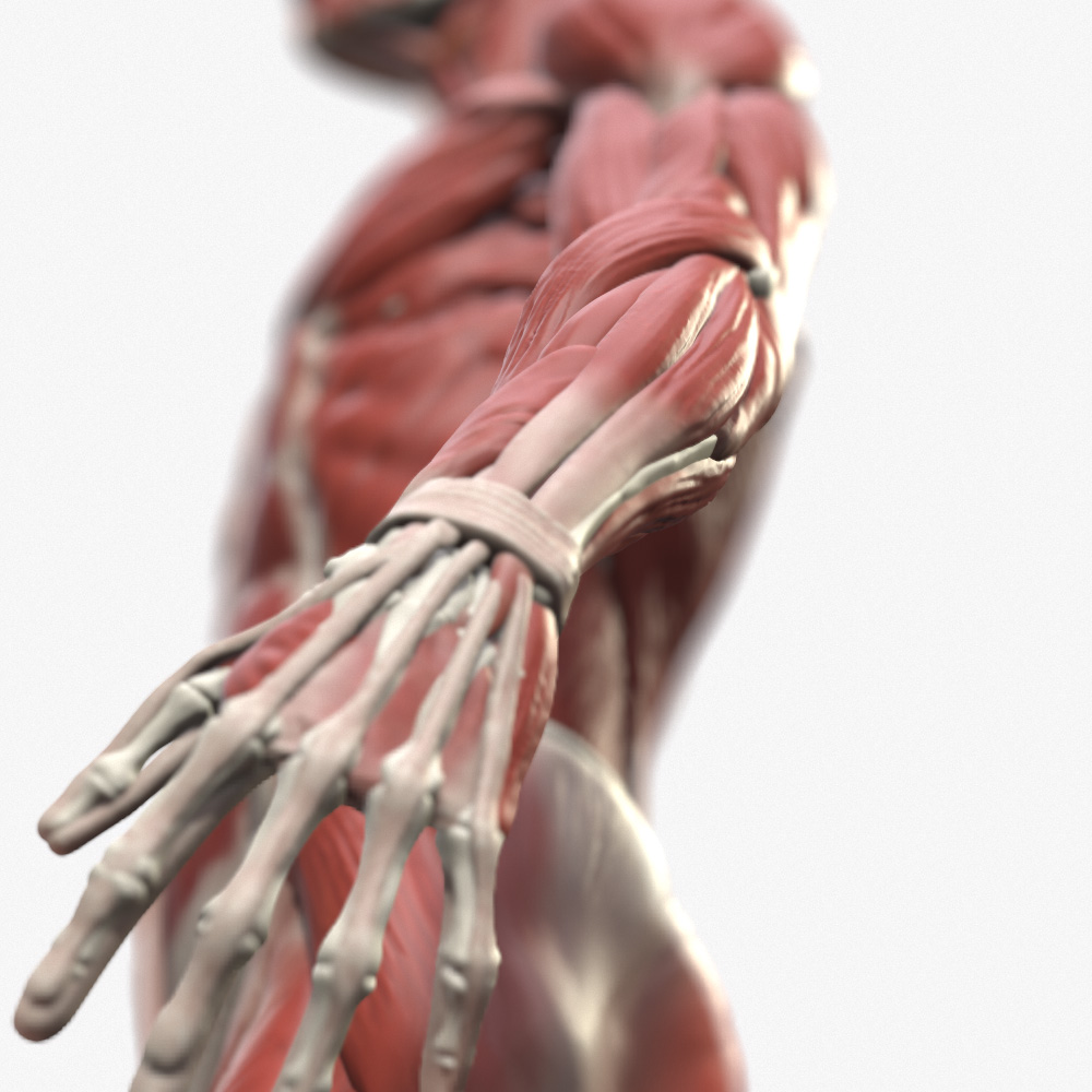 male_anatomy_polycount1.jpg