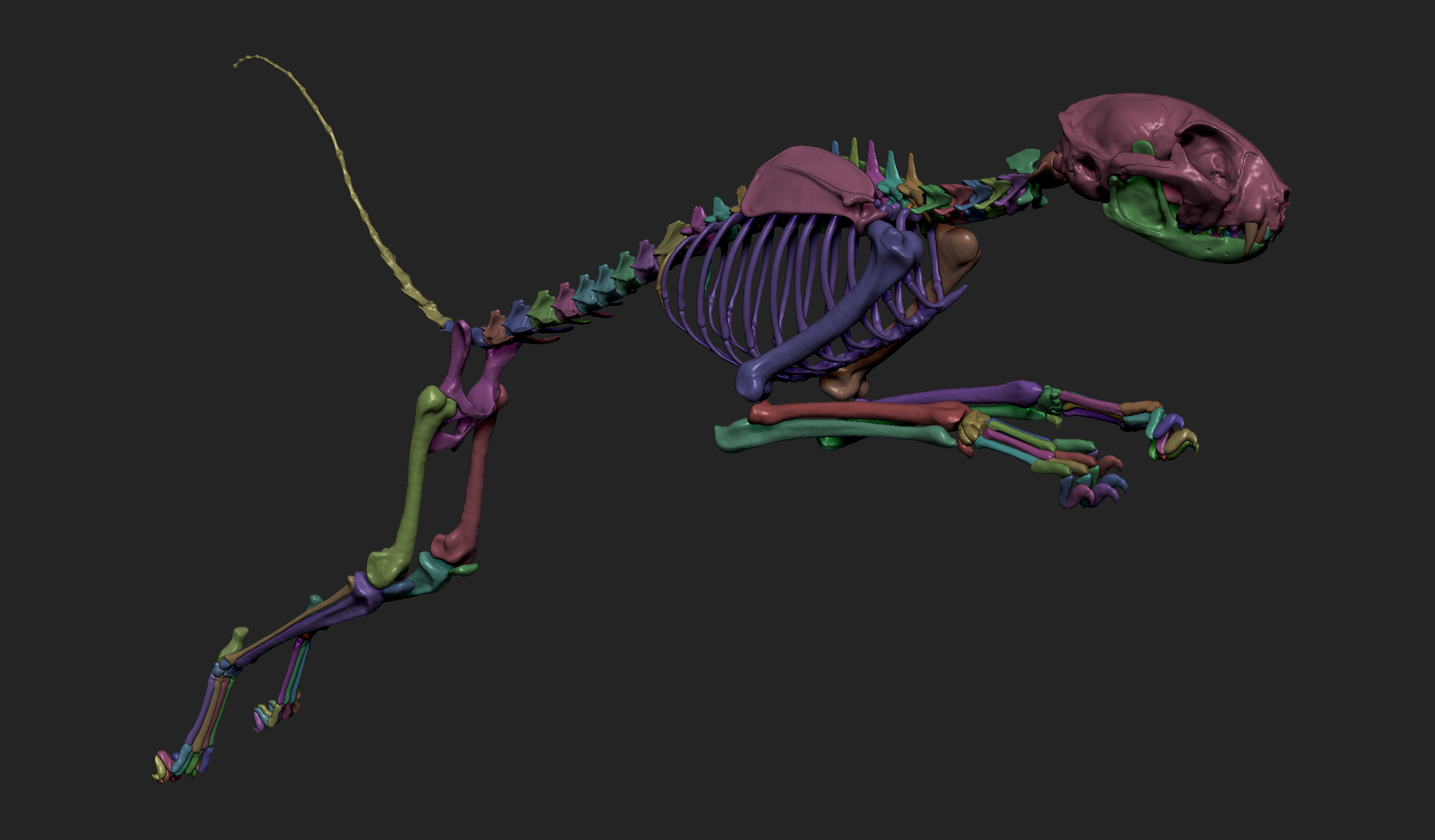 MarcusTrolldenier_SculptingAnatomy_week3_domestic_cat_12.jpg