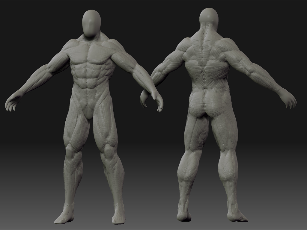 anatomy1.jpg