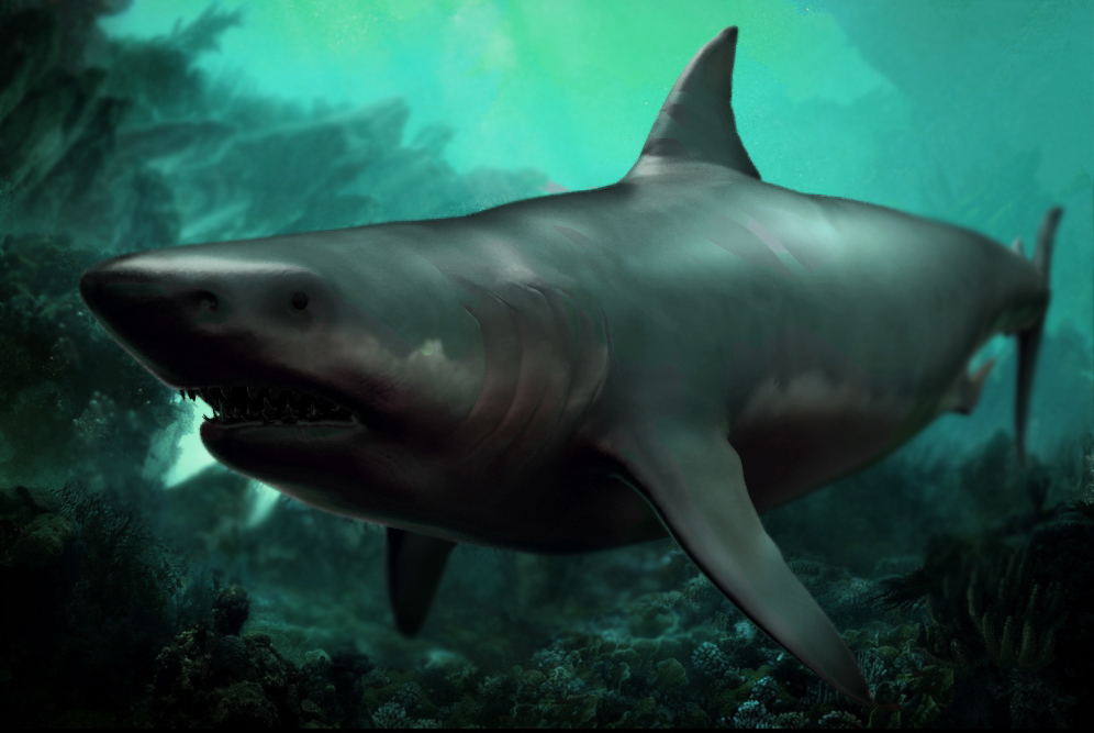 shark.jpg