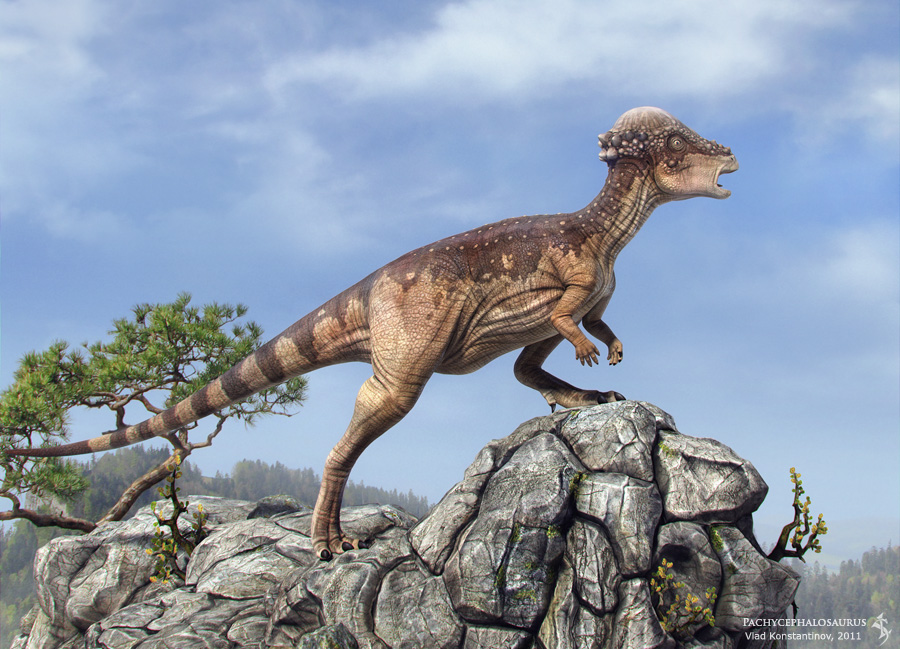 Pachycephalosaurus.jpg